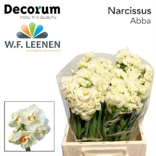 Narc Abba Decorum