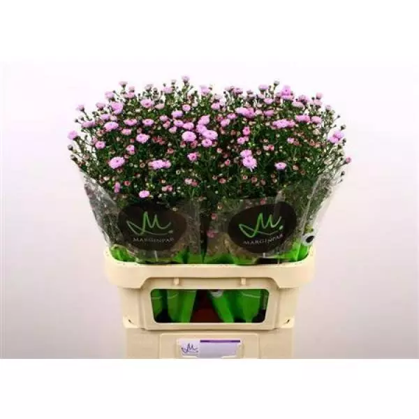 Aster Double Da Pink