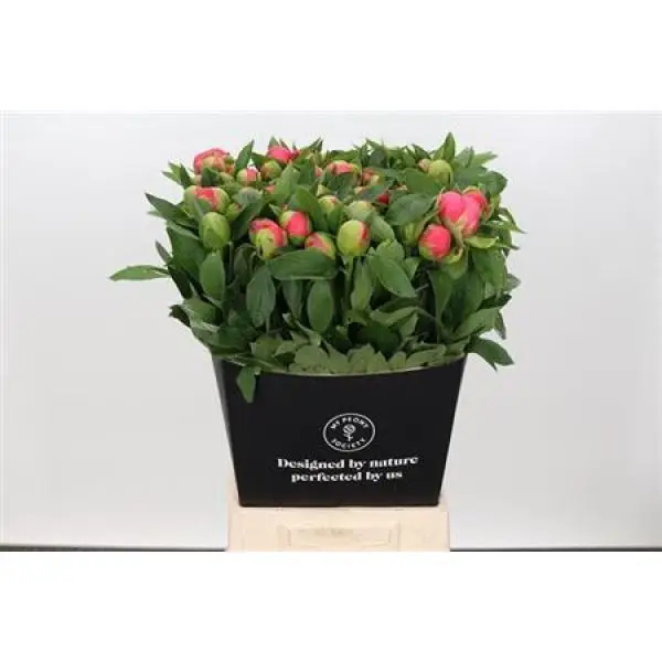 Paeo Pink Hawai Coral France