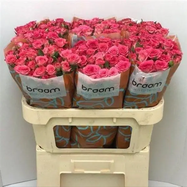 R Tr **braam* Sweet Julia