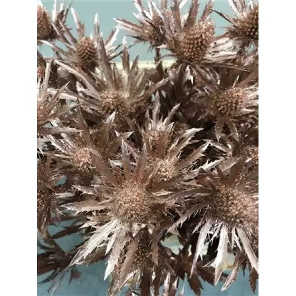 Eryngium Dyed Champagne