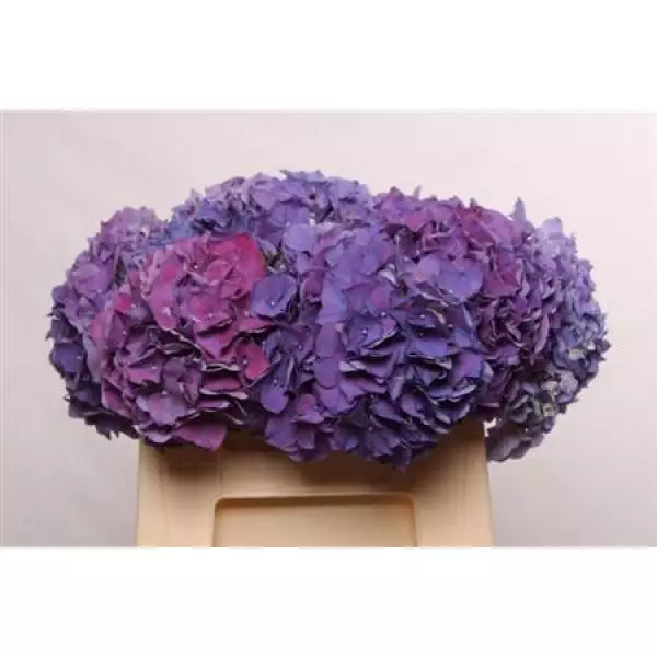 Hydr  Purple 60cm
