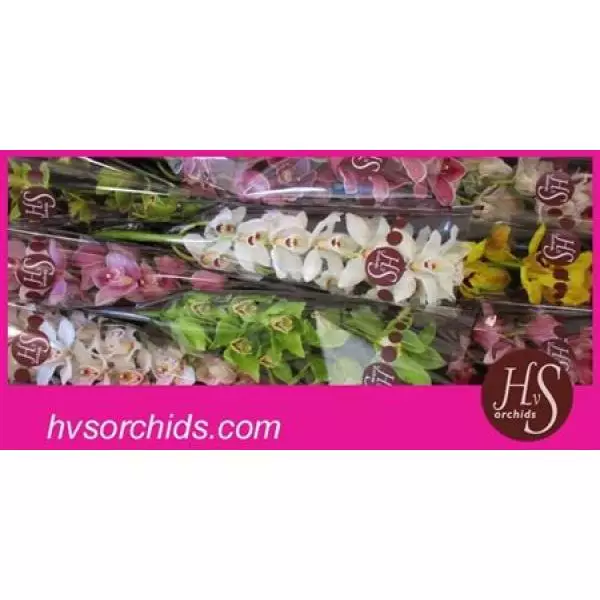 Cymb   Mix Hvs Orchids * 9