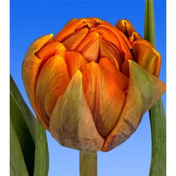 Tu  Du Orange