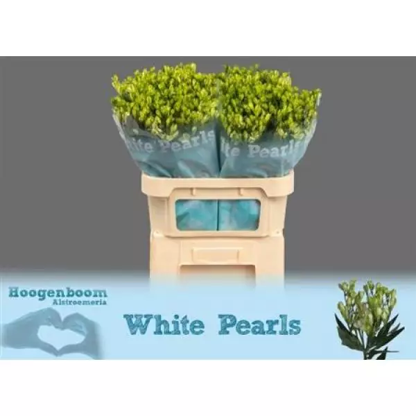 Alstr  Flor Charm White Pearls