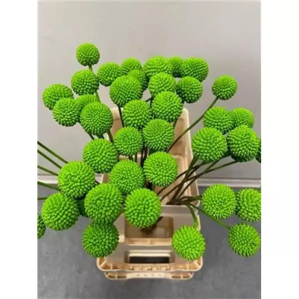 Craspedia Green