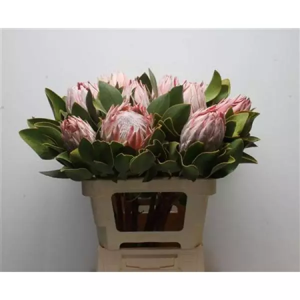 Protea Cyn King