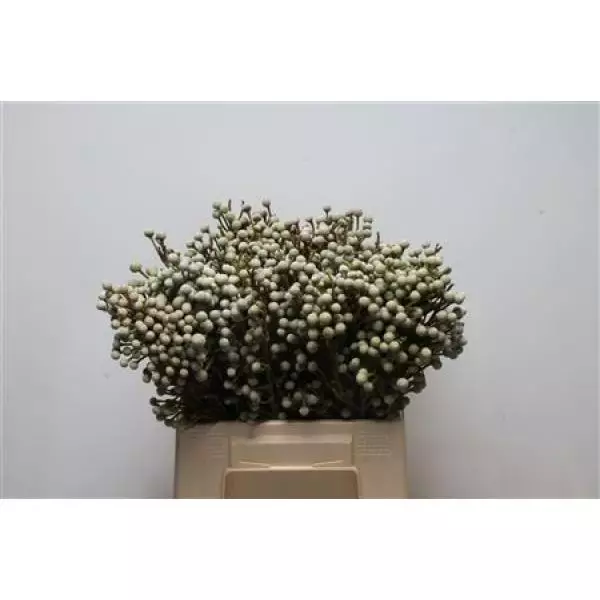Cape Green Brunia Noduliflora