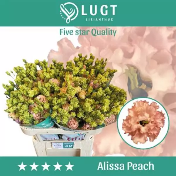 Eust G Alissa Peach Lugt