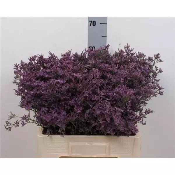 Limon Piuma Dark Blue