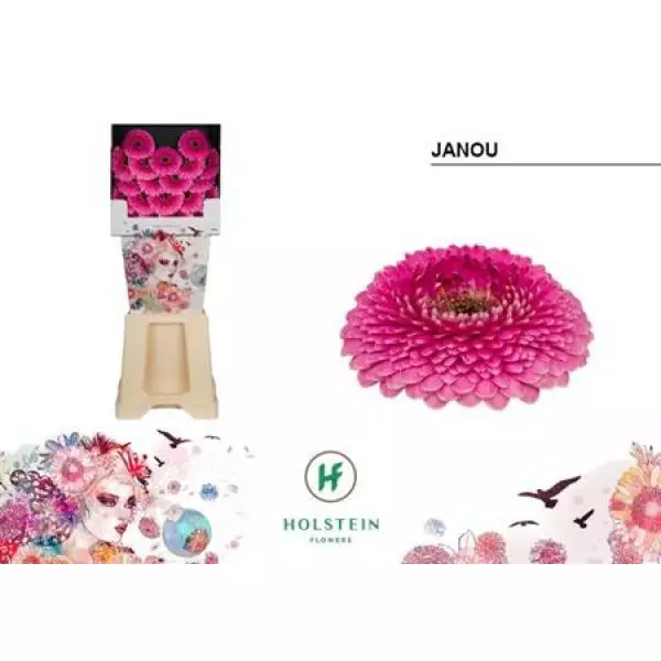 Ge Mi Diamond Pomponi Janou Holstein