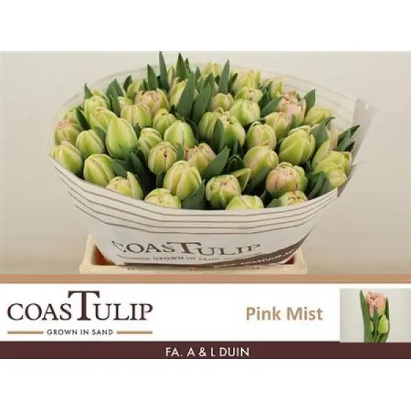 Tu  Coastulip Du Pink Mist