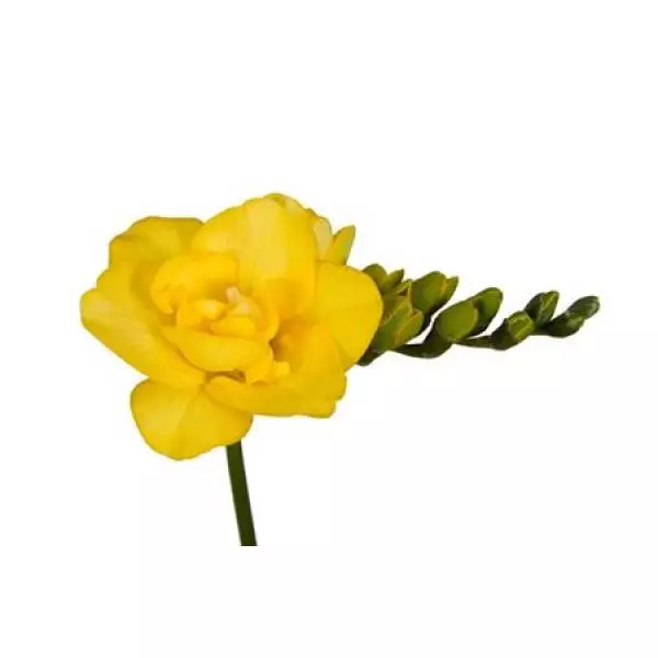 Fr Du  Yellow
