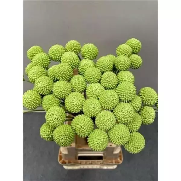 Craspedia Mint