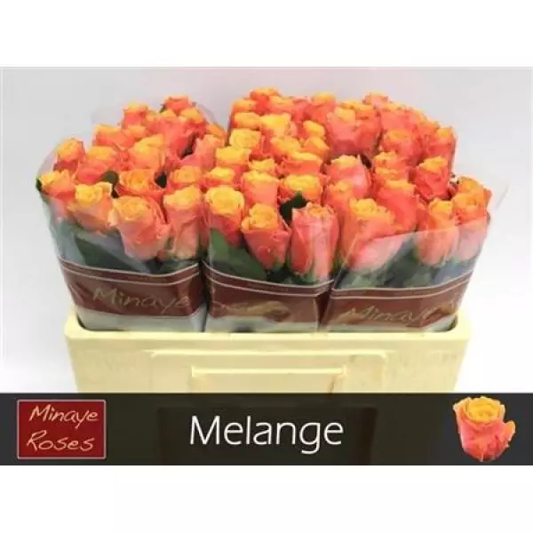 R Gr Melange