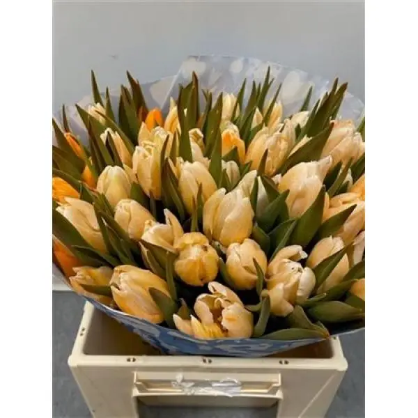 Tulp Dyed Orange