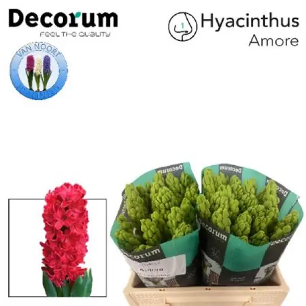 Hyac Amore