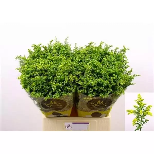 Solidago Carzan Glory 20gr