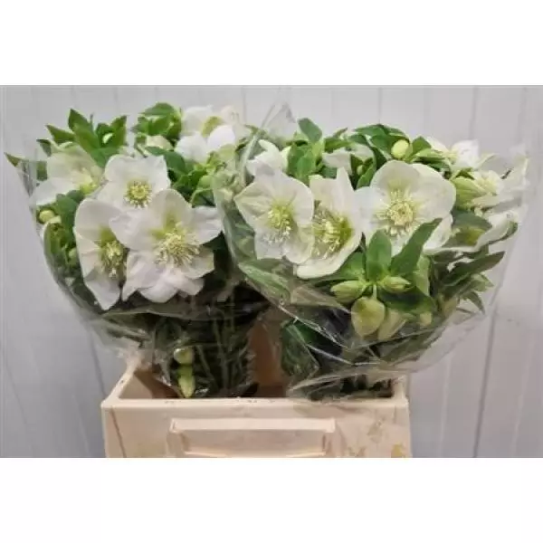 Helleb Or Q White