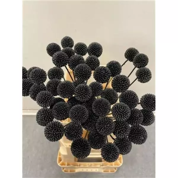 Craspedia Black