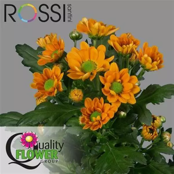 Chr San Rossi Orange