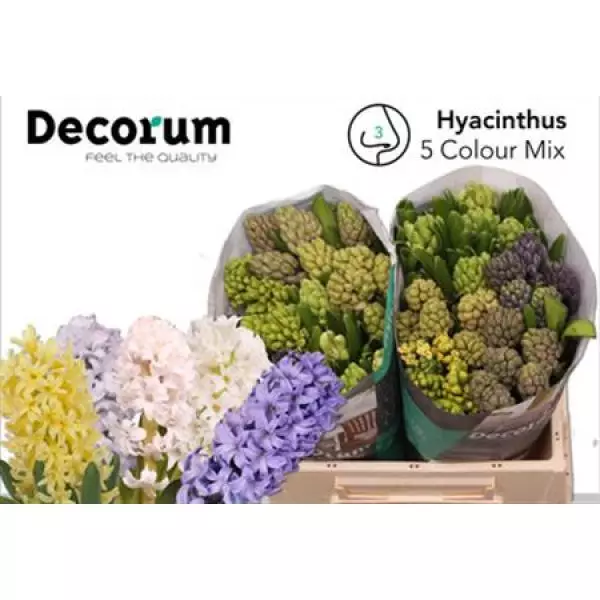Hyac Gem 5 Kleuren