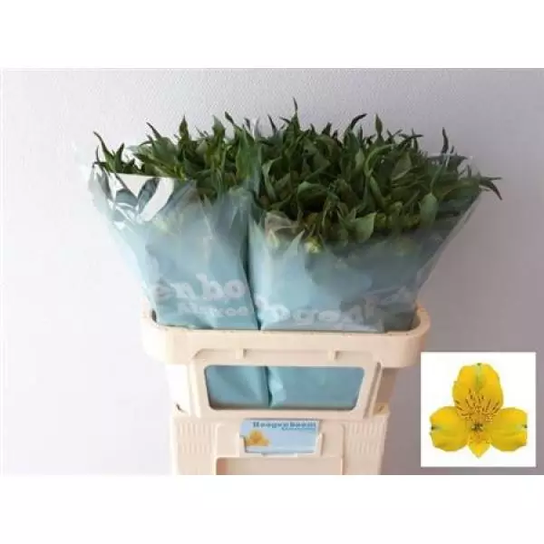 Alstr  Ov Yellow Ex