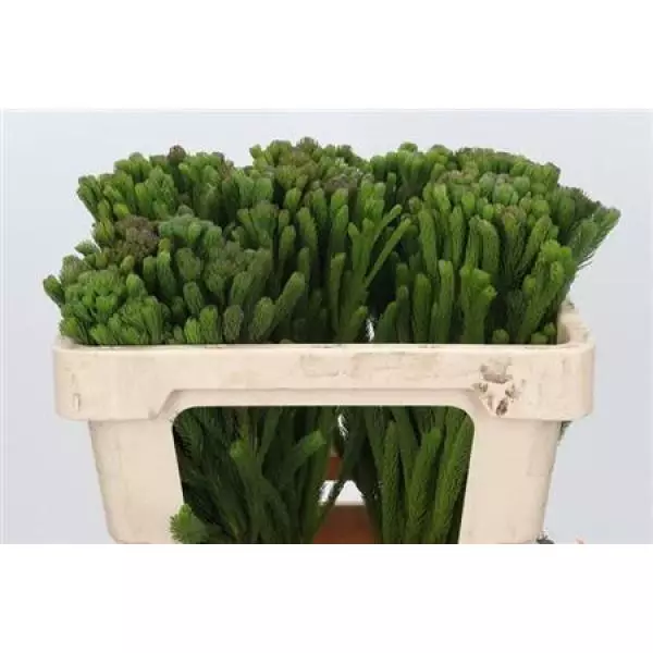 Cape Green Brunia Albigreen