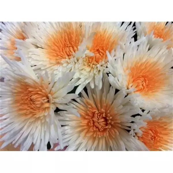 Chr Gr Ana Dyed White + Apricot