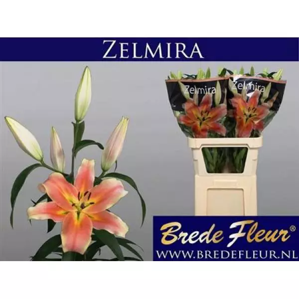 Li Ot Zelmira 4+