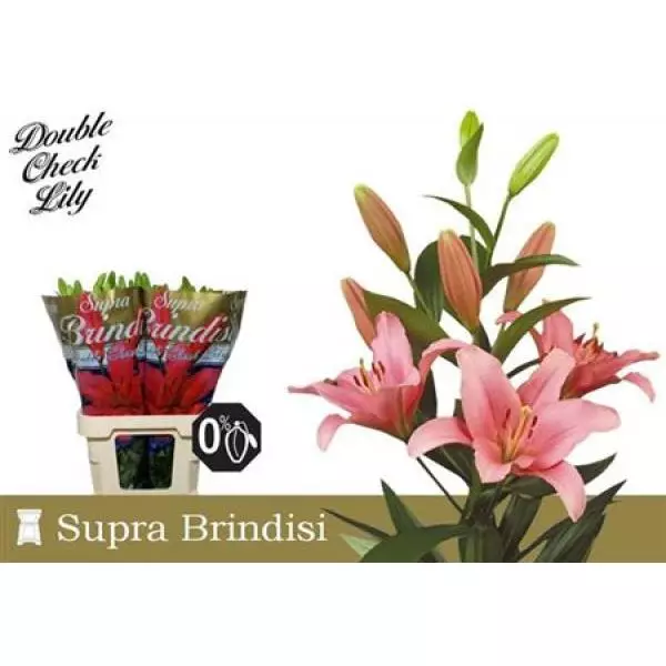 Li La Brindisi 4+
