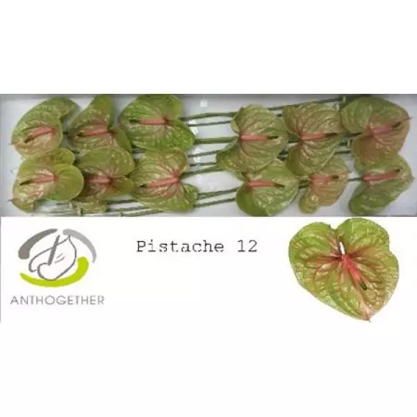 Anth A Pistache *12