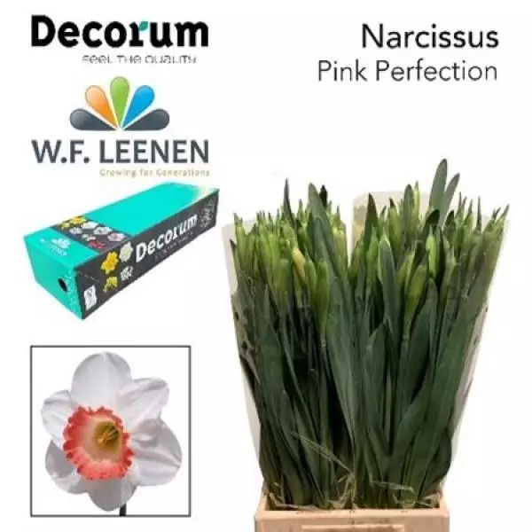 Narc Pink Perfection