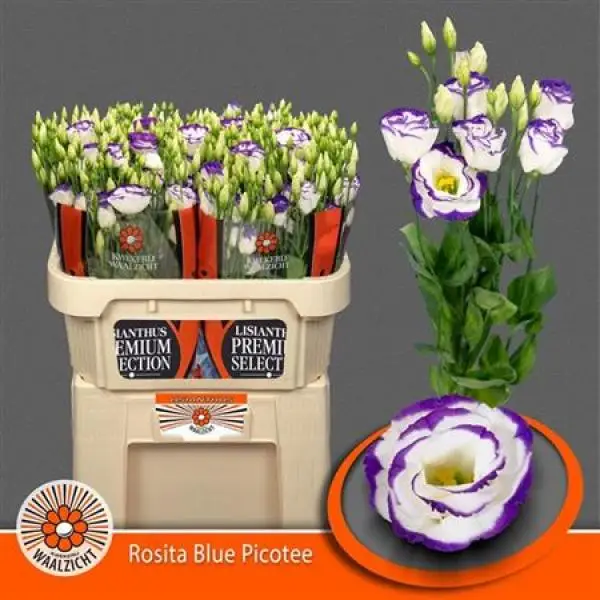 Eust G Rosita Blue Picotee Waalzicht