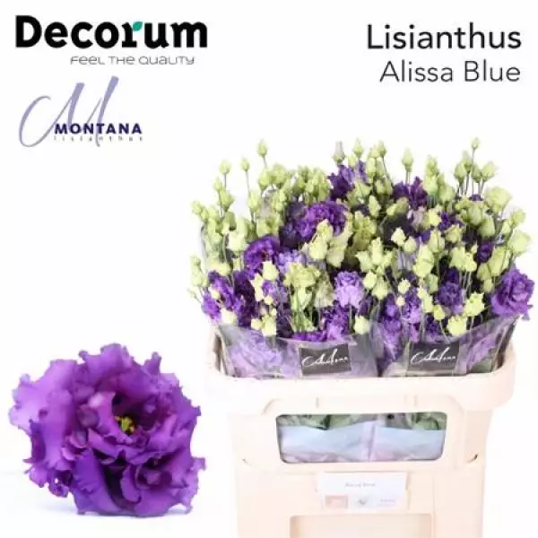 Eust G Alissa Blue Montana