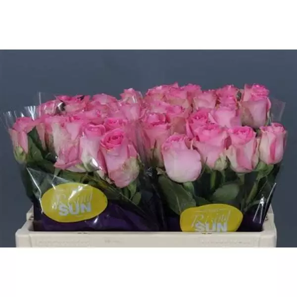 R Gr  Pink Import