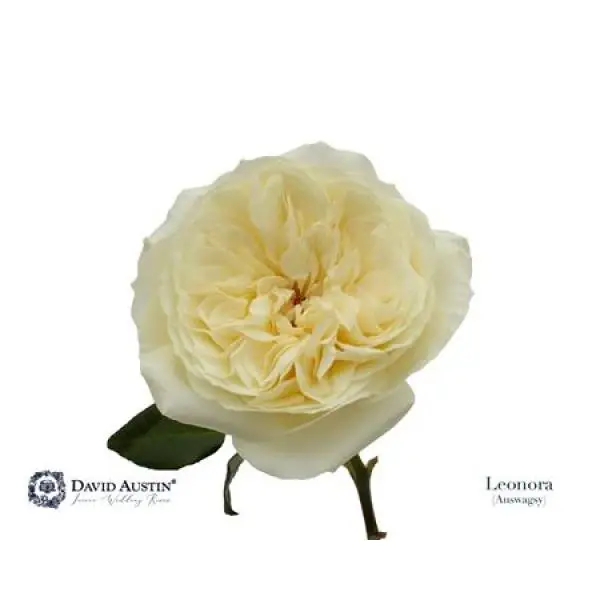 Rosa David Austin Leonora