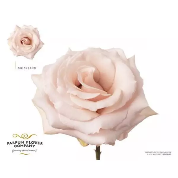 Rosa Garden Quicksand