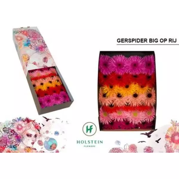 Ge Gr Box  Mix Spider On Row Holstein