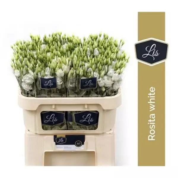 Eust G Rosita White Lis