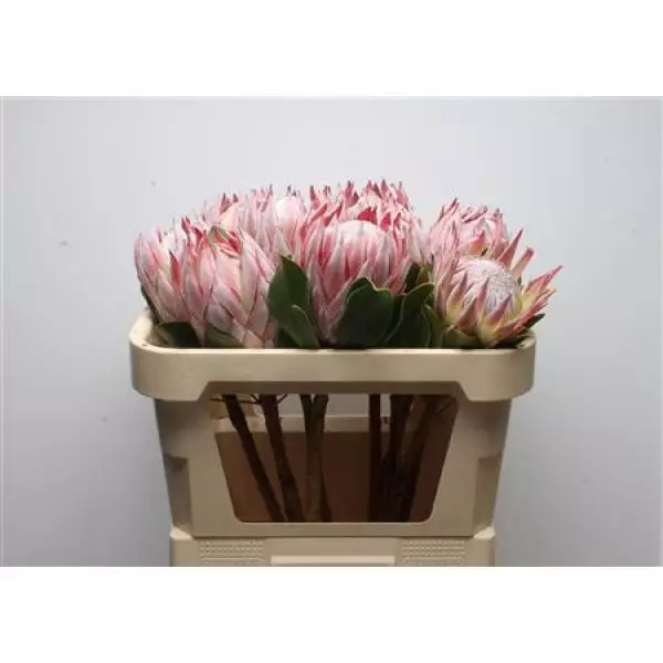 Protea Cyn King