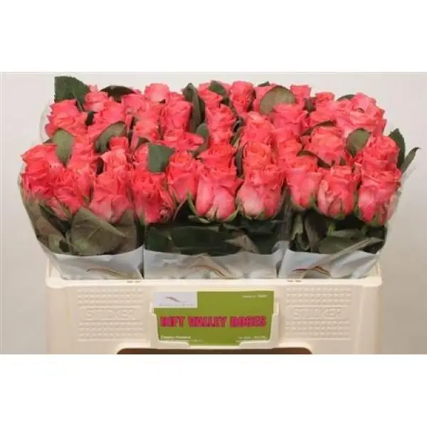R Gr Pink Tacazzi