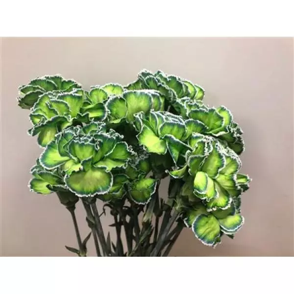 Dianthus St Dyed Polar Light