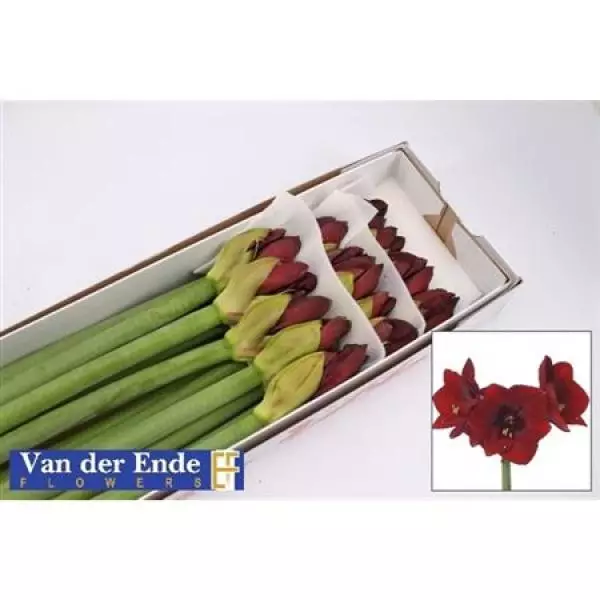 Hipp Ga Royal Velvet *15