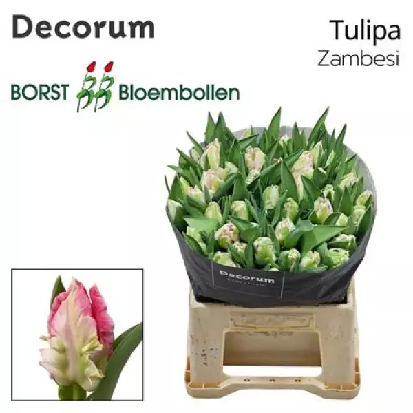 Tu Pa Zambesi