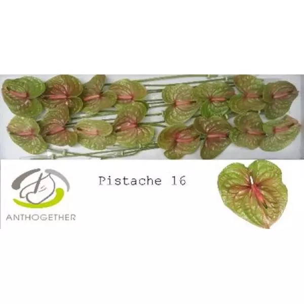 Anth A Pistache *16