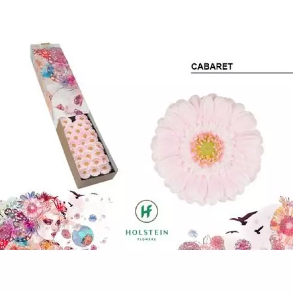 Ge Mi Box Cabaret Holstein