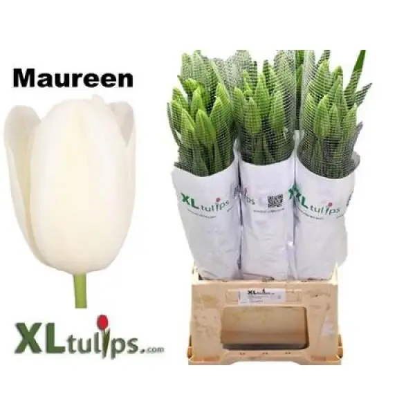 Tu French En Maureen