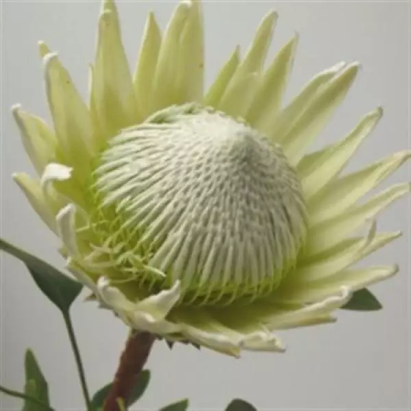 Protea Cyn Arctic Ice