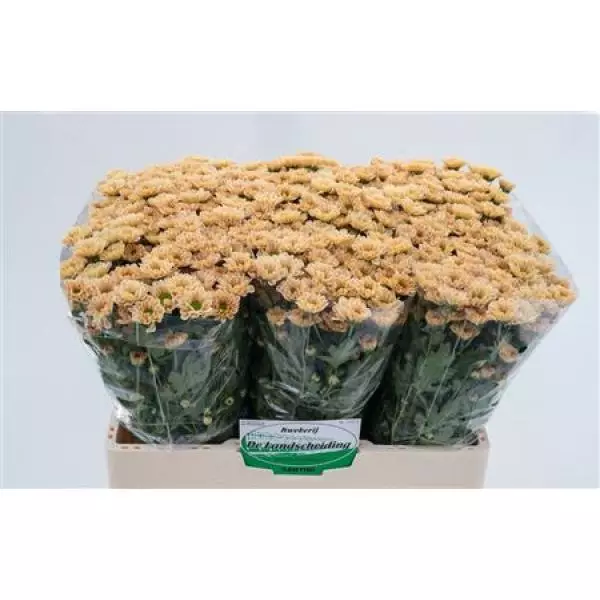 Chr San Rossi Salmon